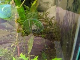 Transfer plants safely from ich/work tank or bin?