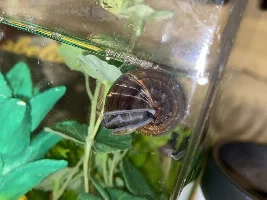 Snail emergency??