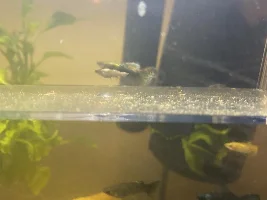 Why are they turning WHITE?
