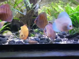 Why Hobbiest find Discus fish Demanding!