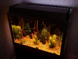 My rainforest river biotope aquarium