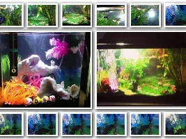 My Tanks Coral Reef Betta Tank And Asian Garden Guppy