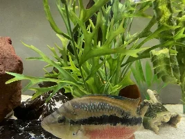 Convict and salvini breeding