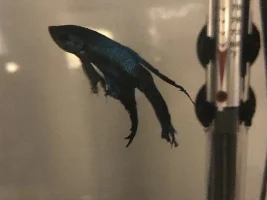 Betta Sick for Several Weeks