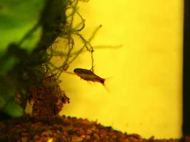 2026 in the big fishroom