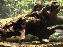 I spy with my pleco eye…