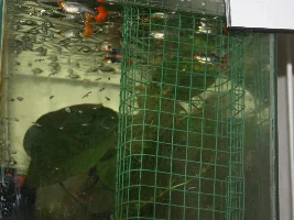 Post A Pic Of Your Fish And Fry .........awww