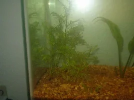 Plant Id