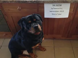 September 2013 - Pet Of The Month Entries