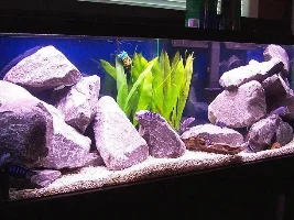 Yellows and Demasoni.