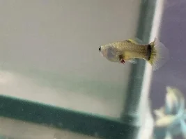 My guppy has worms