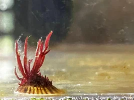 Puget Sound Biotope