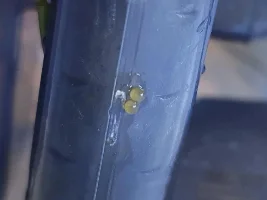 Cory eggs?