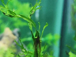 Weird algae? Or baby java fern?