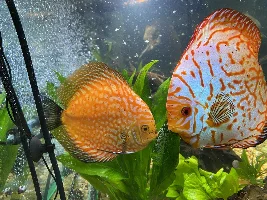 Discus fish illness - skin inside throat blocking airway