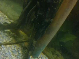 Help/advice On Our 14 Year Old 8" Pleco And Tank Size...