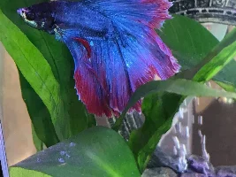 Sick Betta, White Spots- Fin rot???