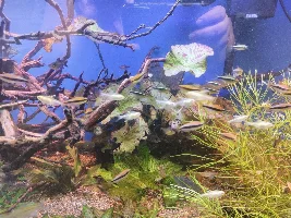 Red tiger lotus, trim or no.