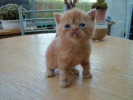 Red Tabby