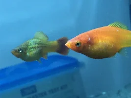 Large singular white spot on Platy