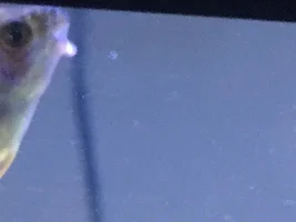 Help! Weird growth on dwarf gourami lip!