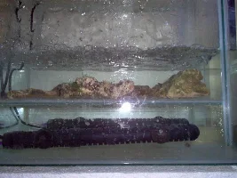 My 100 Gallon Marine Journal.