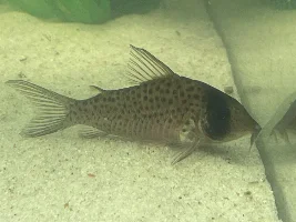 Help with nursery corydora egg holder
