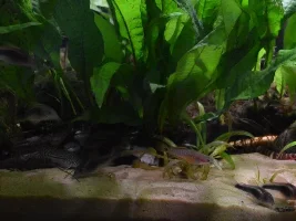 Corydoras Aeneus?
