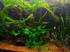 Ch4Rlie's New 3 Foot Tank Journal