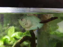 Restocking my tank