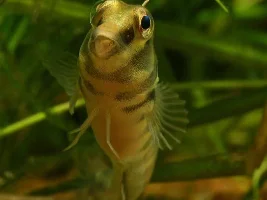 Freshwater Blenny