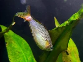 Unclear about Epsom Salt bath concentrations and gourami bloat