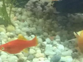 Pregnant Female Swordtail Spitting Out Food?