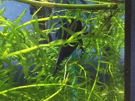 Photos of my new betta