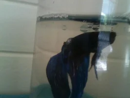 Betta's Dorsal Fin Rotting