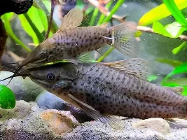 What is your favourite ugly aquarium fish?