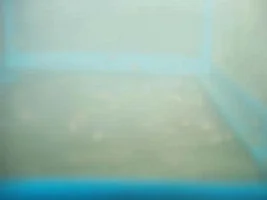 My Fish