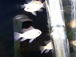 Fish Store Friday_2
