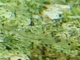 Clear wiggly things
