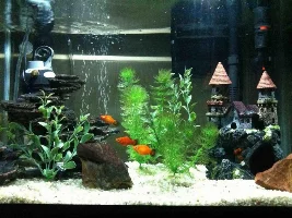 My Journey To Fish Keeping...