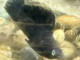 The "dump tank" community tank