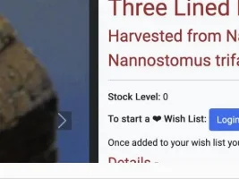 Another 'new' Nannostomus