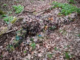 Anyone play airsoft here?