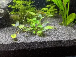 A place 4 my questions & ponderings as I build a 34 Gallons (127L) tank