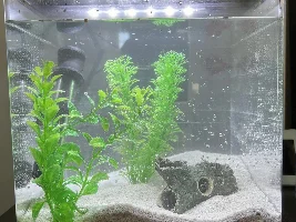 3 gallon betta tank (finally)