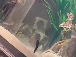 Not Sure What my Fish Have and How to Help :((