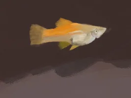 Fish drawings!!