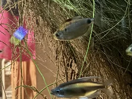 African tetra... what's the difference...