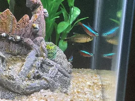 Second cardinal tetra died in less than a month :(