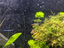 Bendy spine White Cloud Mountain Minnow